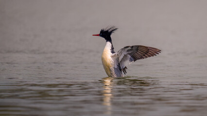 black crowned crane
