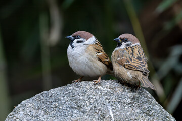 sparrow on a branch