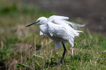 great blue heron ardea cinerea