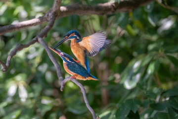kingfisher on branch