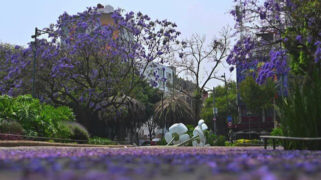 &Aacute;rbol de jacaranda en primavera, ciudad de M&eacute;xico, CDMX glorieta de cibeles landmark