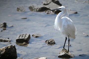 great blue heron ardea cinerea