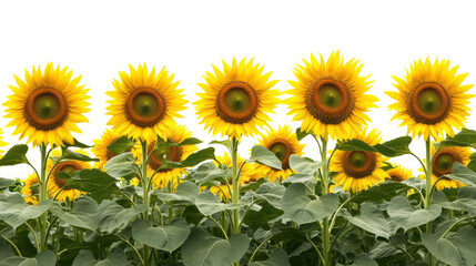 Fototapeta premium Celebrating Nowruz and Ostara Nature's Awakening and Vibrant Spring Fields