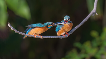 red headed woodpecker