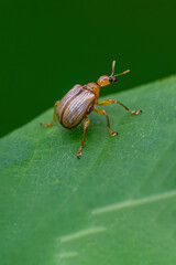 green bug on a leaf