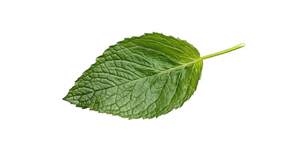 Fototapeta premium a fresh green mint leaf is displayed on a white background showc