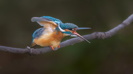 hummingbird on a branch