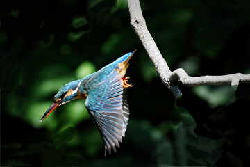 kingfisher on branch