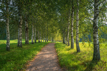 Obraz premium Birch alley on the shore of Gannibal Pond in the Petrovskoye Estate of the Pushkin Natural Landscape Reserve on a sunny summer day, Pushkinskie Gory, Pskov region, Russia