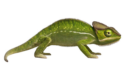Fototapeta premium vibrant green lizard with a distinctive head shape showcasing it