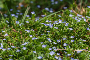 Close-up photo of a flower field with blue Veronica polita flowers blooming in spring