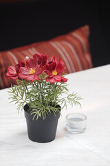 Colorful flowers in a pot on a table with a candle holder nearby