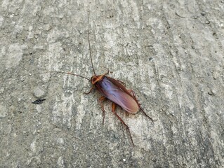 Close up of Cockroach on the floor 