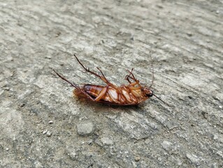Close up of Cockroach upside-down on the floor 