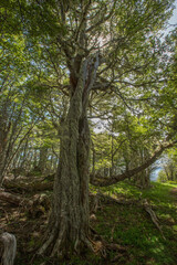 Evergreen beech forest near foot of Andes mountains, Patagonia, Argentina, South America, chile