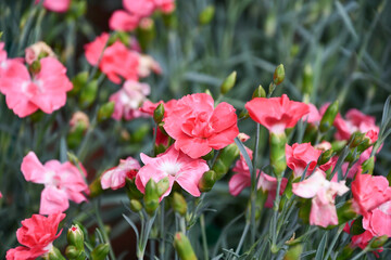 ダイアンサス「グラニータ」