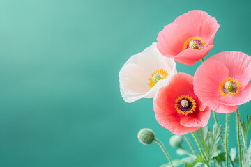 A bunch of beautiful, brightly coloured poppy flowes againsta dark green background