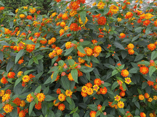 flowers in the garden