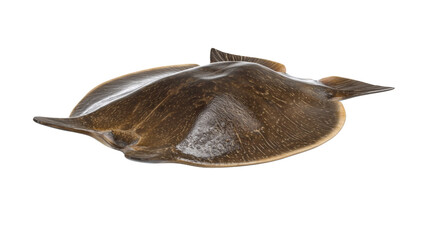Fototapeta premium Mysterious and Unique Sea Creature with Flat Body and Fins Swimming in Underwater Environment