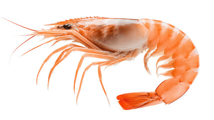 Close-up of a Fresh Shrimp with Vibrant Orange Color and Detailed Anatomy on a Soft White Background