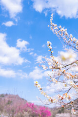 青空と白梅　