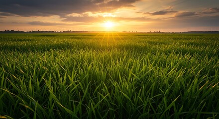 A vast field of green grass under a beautiful sunset sky