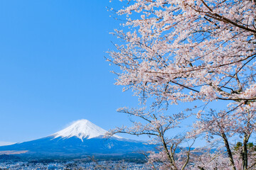 桜と富士山