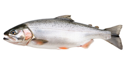 Obraz premium Fresh Rainbow Trout Fish Isolated on White Background for Culinary and Culinary Presentations
