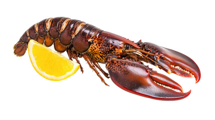 Fresh Lobster with a Slice of Lemon on White Background for Culinary and Seafood Themes