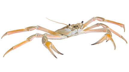 Detailed Image of a Realistic Crab with Prominent Claws and Unique Features on Transparent Background