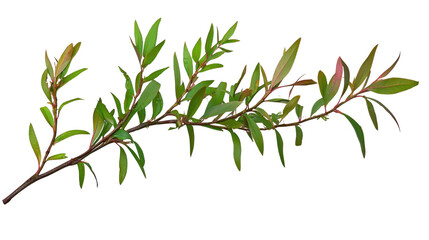 Green Leafy Branch with Red Tips Suitable for Nature and Botanical Themes in Various Designs