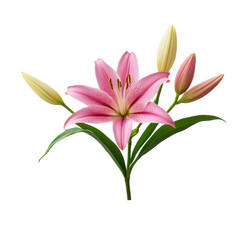 Fototapeta premium pink lily on white background