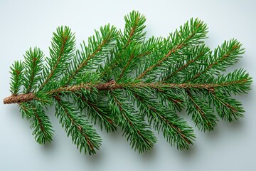 Green Tree Branch on White Background