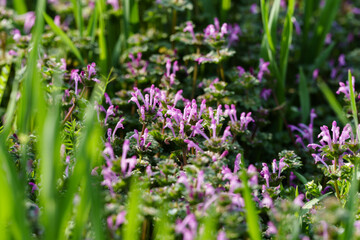 Close-up photo of a small, cute purple Lamium amplexicaule flower blooming among green bushes