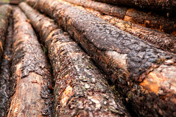 Environmental issues. Logging of timber. Agriculture and forestry. Trunk of pine tree log. Timber product warehouse. Wood lumber material. Softwood lumber. Wood log, timber logging. Tree bark