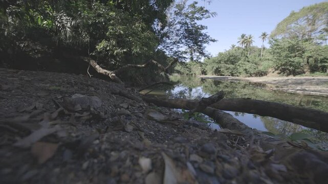 river in the woods, hd video, canon eos r c-log 8bits