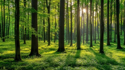 Obraz premium Serene Forest Landscape with Sunlight Filtering Through Green Foliage and Tall Trees in a Peaceful Natural Environment