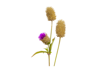 dried flowers globe amaranth local flora of asia arrangement flat lay postcard style 
