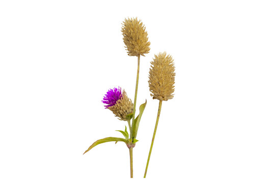 dried flowers globe amaranth local flora of asia arrangement flat lay postcard style 