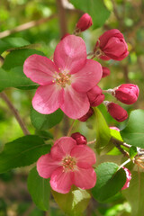 Obraz premium Closeup shot of blooming apple tree pink flowers
