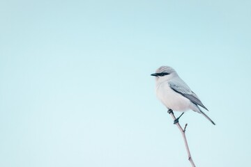 Obraz premium solitary bird perches gracefully on slender branch silhouetted against soft faded blue sky with generous copy space