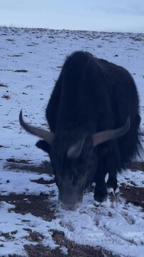 In the heart of winter, this yak stands as a testament to the beauty of the wild.