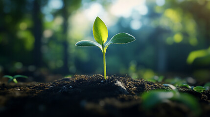 A close up of a small green plant sprouting from the dark soil in a blurred forest background