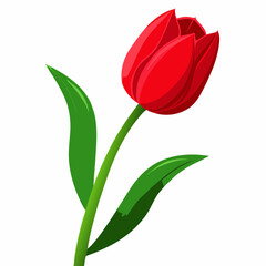 Vibrant Red Tulip Single Flower Illustration on White Background