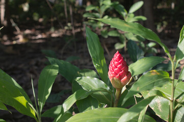 Red ginger flower in a garden