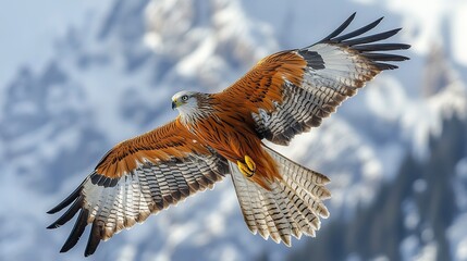A majestic red kite soaring above snowy mountain peaks, its wings catching the wind