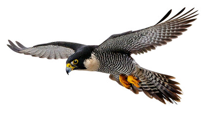 Obraz premium Peregrine falcon in flight, bird of prey, raptor isolated on transparent white background. 