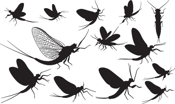 Mayfly Silhouette on White Background