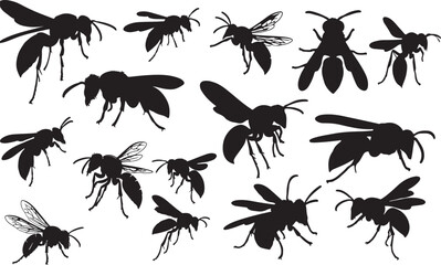 Wasp Silhouette © Rizwan Ahmad