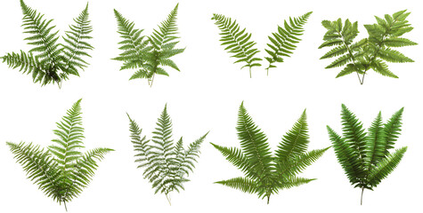  Ferns, green plants isolated on a transparent background 